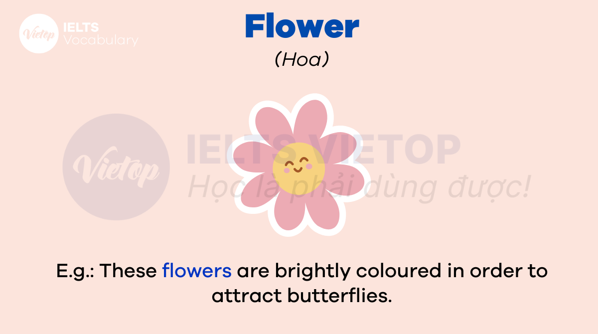 từ vựng tiếng Anh về hoa